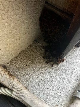 蜂の巣駆除 施工前の様子