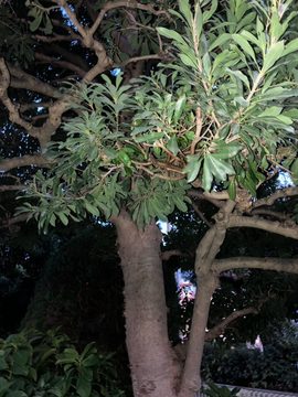 蜂の巣駆除 施工後の様子